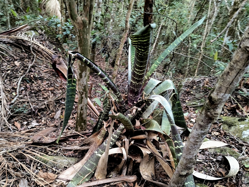 Vriesea fosteriana