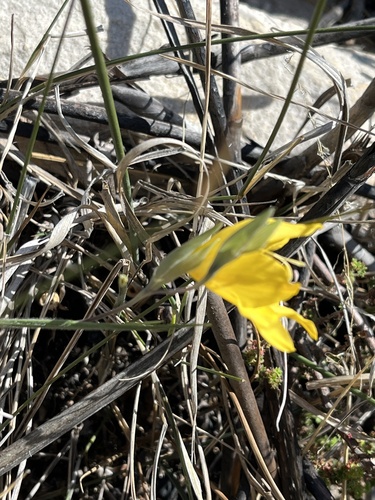 Image of Gladiolus pritzelii by (c) Dave U, some rights reserved (CC BY-SA)