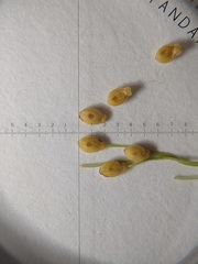 Dichanthelium linearifolium