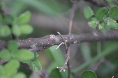 Citharexylum lycioides