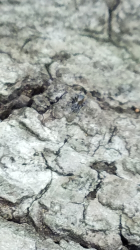 Photo of flea jumping spider (Naphrys pulex)