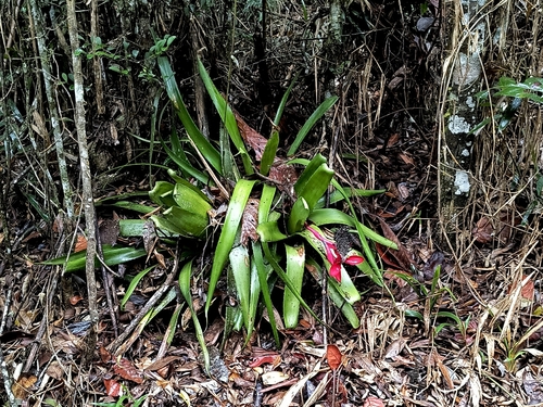 Aechmea triangularis, photograph 5