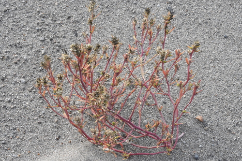 Image of Corispermum pacificum by (c) Gabriel Campbell-Martinez, some rights reserved (CC BY)