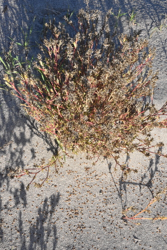 Image of Corispermum pacificum by (c) Gabriel Campbell-Martinez, some rights reserved (CC BY)