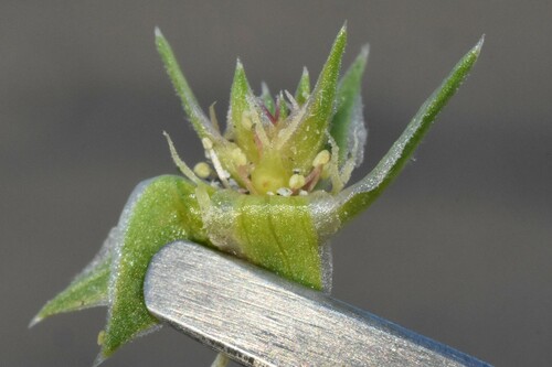 pacific bugseed (Corispermum pacificum)