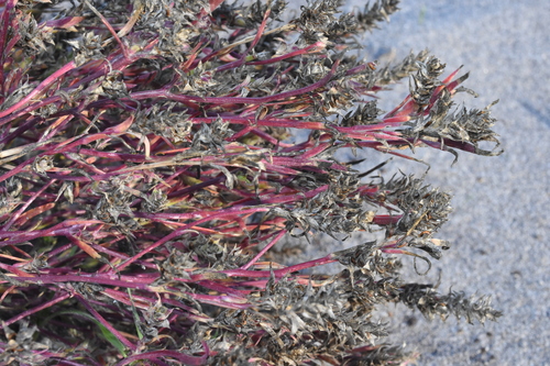 Image of Corispermum pacificum by (c) Gabriel Campbell-Martinez, some rights reserved (CC BY)