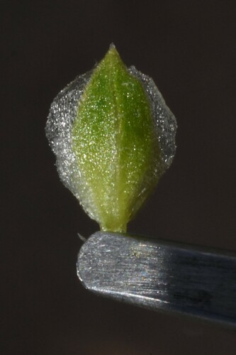Image of Corispermum pacificum by (c) Gabriel Campbell-Martinez, some rights reserved (CC BY)