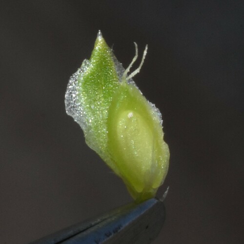 Image of Corispermum pacificum by (c) Gabriel Campbell-Martinez, some rights reserved (CC BY)
