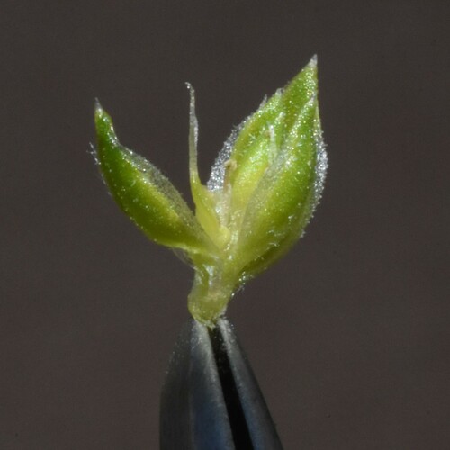 Image of Corispermum pacificum by (c) Gabriel Campbell-Martinez, some rights reserved (CC BY)