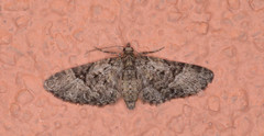 Eupithecia annulata