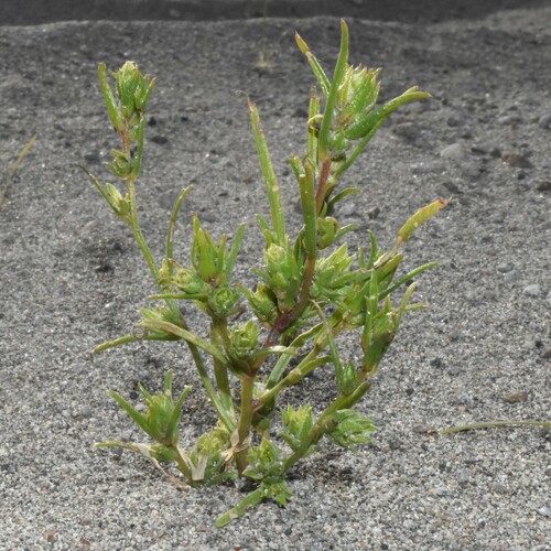 Image of Corispermum pacificum by (c) Gabriel Campbell-Martinez, some rights reserved (CC BY)