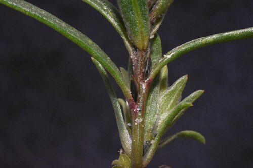 Image of Corispermum pacificum by (c) Gabriel Campbell-Martinez, some rights reserved (CC BY)