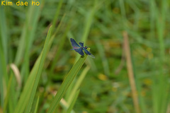 Rhyothemis fuliginosa