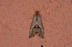 Evergestis triangulalis