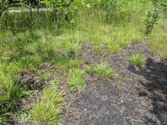 Dichanthelium linearifolium