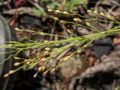 Dichanthelium linearifolium