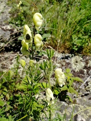 Aconitum anthora
