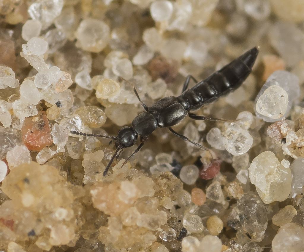 Tachyusa coarctata