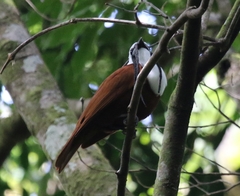 Three-Wattled Bellbird photo 4