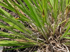 Dichanthelium linearifolium