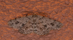 Stenoporpia dionaria