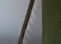 Dichanthelium implicatum