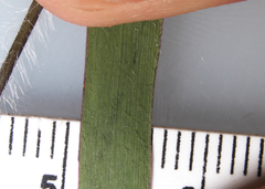 Dichanthelium implicatum