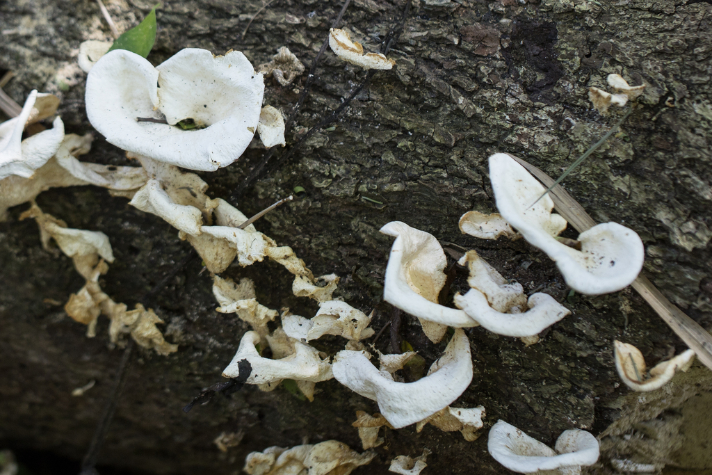 Favolus brasiliensis · October 2024 · photo: © ftsautter (iNaturalist, cc0)