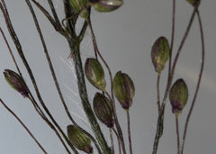 Dichanthelium implicatum