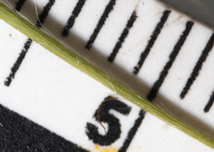 Dichanthelium implicatum