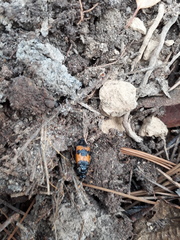 Nicrophorus olidus