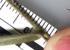 Dichanthelium implicatum