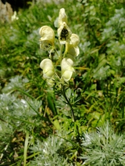 Aconitum anthora