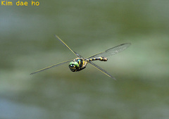 Epophthalmia elegans