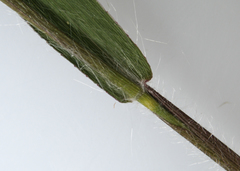 Dichanthelium implicatum