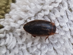 Coptotomus longulus