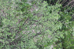 Citharexylum lycioides