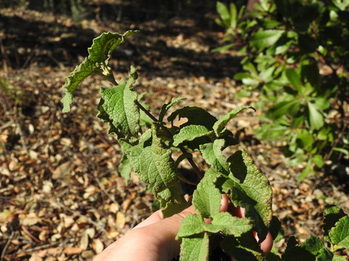 Cistus × hybridus, photograph 1