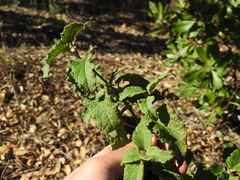 Cistus × hybridus, photograph Duarte Frade, CC BY, iNaturalist via GBIF
