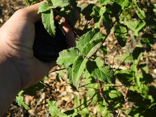 Cistus × hybridus, photograph 2