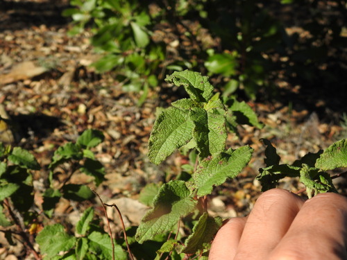 Cistus × hybridus, photograph 3