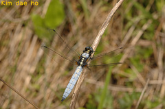 Orthetrum internum