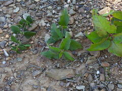 Cistus × hybridus, photograph Duarte Frade, CC BY, iNaturalist via GBIF