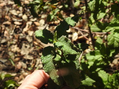 Cistus × hybridus, photograph Duarte Frade, CC BY, iNaturalist via GBIF
