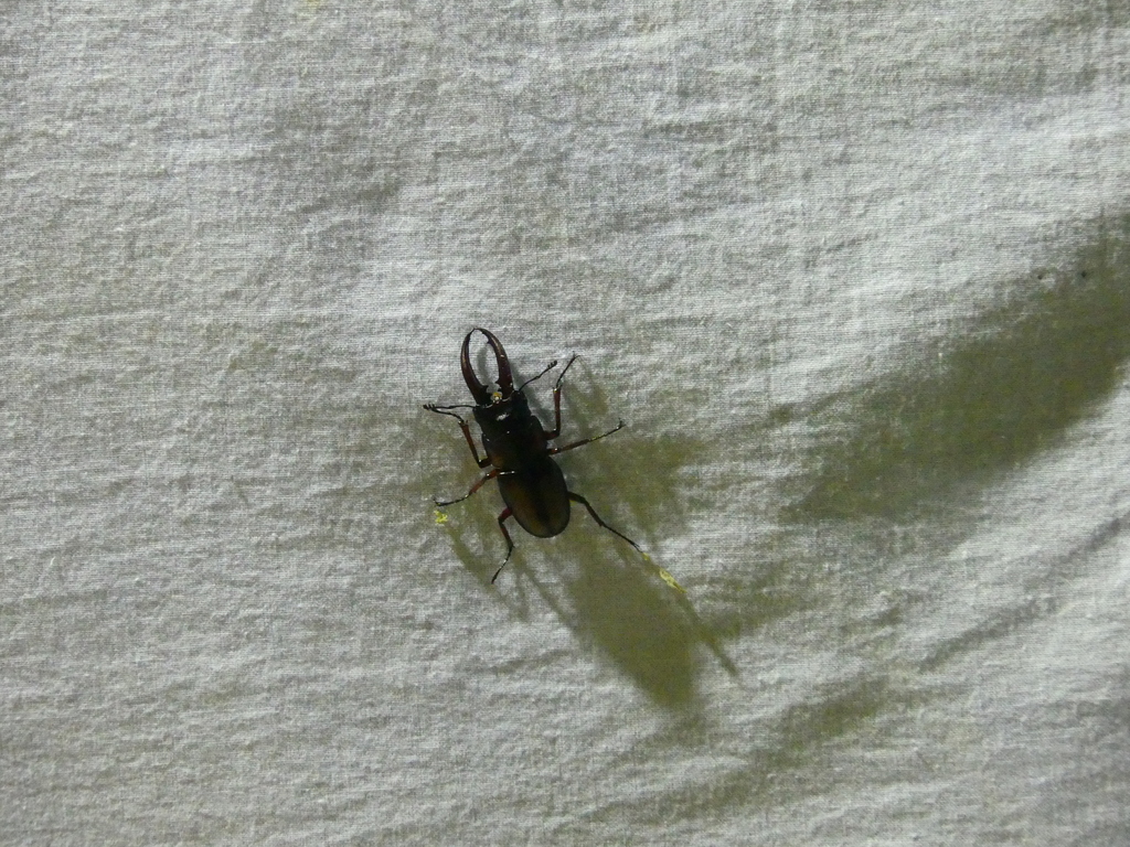 Prosopocoilus mirabilis