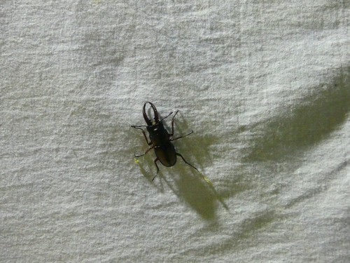 Prosopocoilus mirabilis