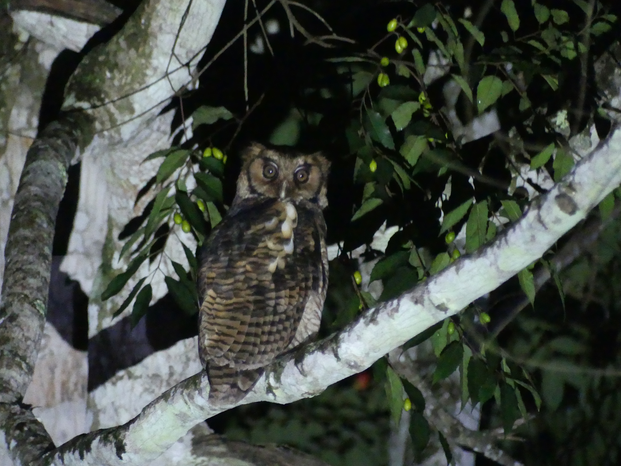 Fraser's Eagle Owl illustration