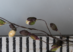 Dichanthelium implicatum