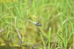 Orthetrum internum