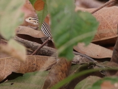 Cnemidophorus duellmani